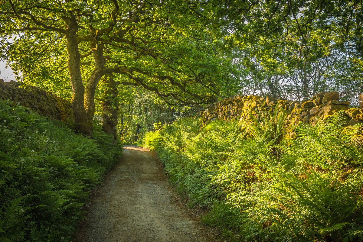 Warm early morning summer sun and the glorious greens of an English country lane. Wycoller, June 2023.