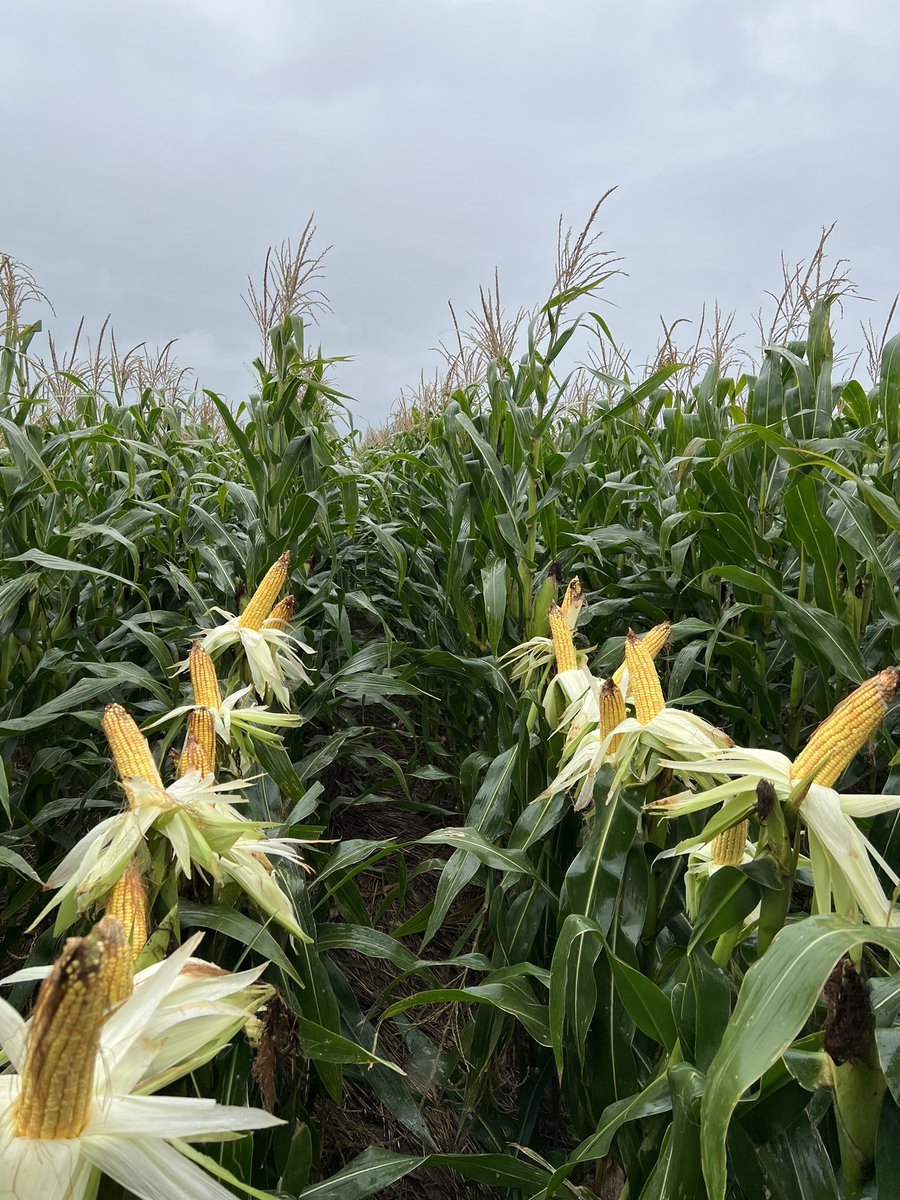 DUO30 PWU 🌽🌽🌽 

Siembras del 7/1 por Chamizo, Florida. 

Muy buen aporte de grano en el silo y destacado en sanidad.