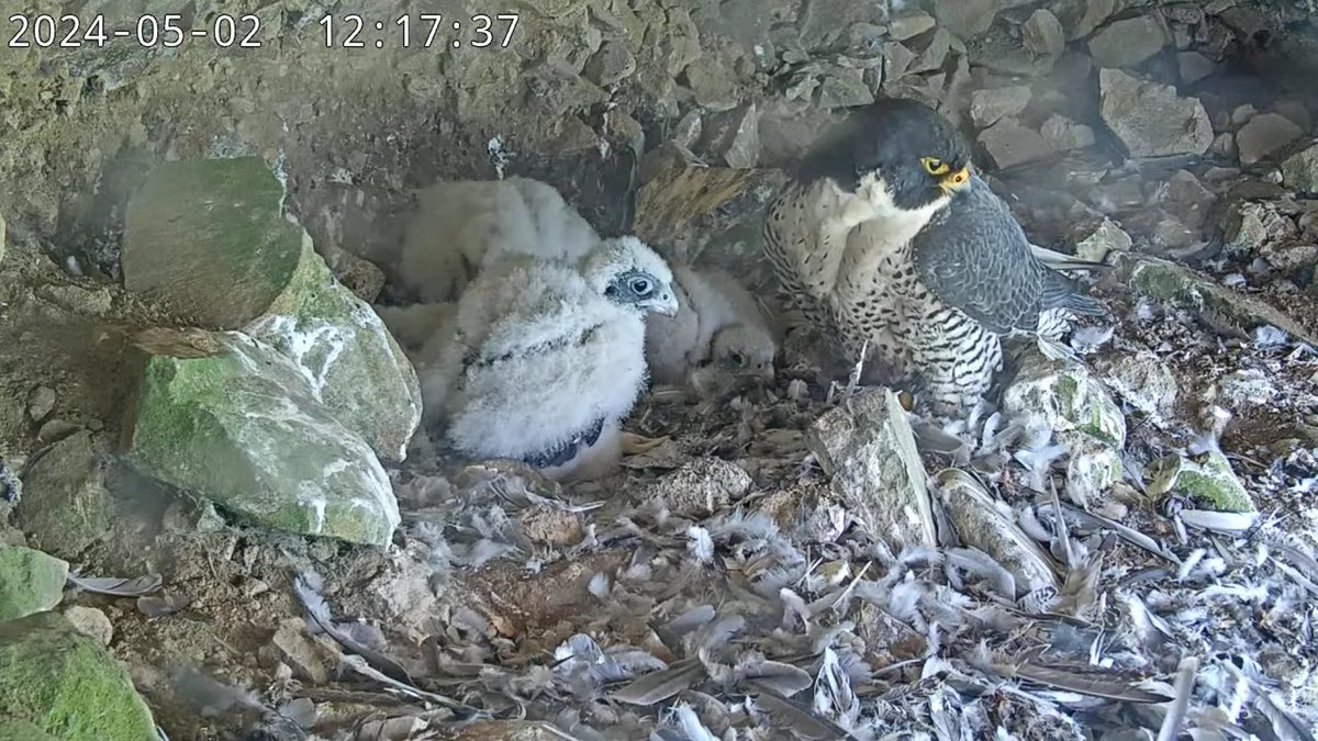 Oh, hi, Larry!

<a href="/parks4all/">Parks Conservancy</a> announced today that Lawrencium (aka Larry, Cal Falcons class of 2018) now has a 24/7 stream! Check it out to see this year's brood of Annie's grandchicks!

bit.ly/LarryCam