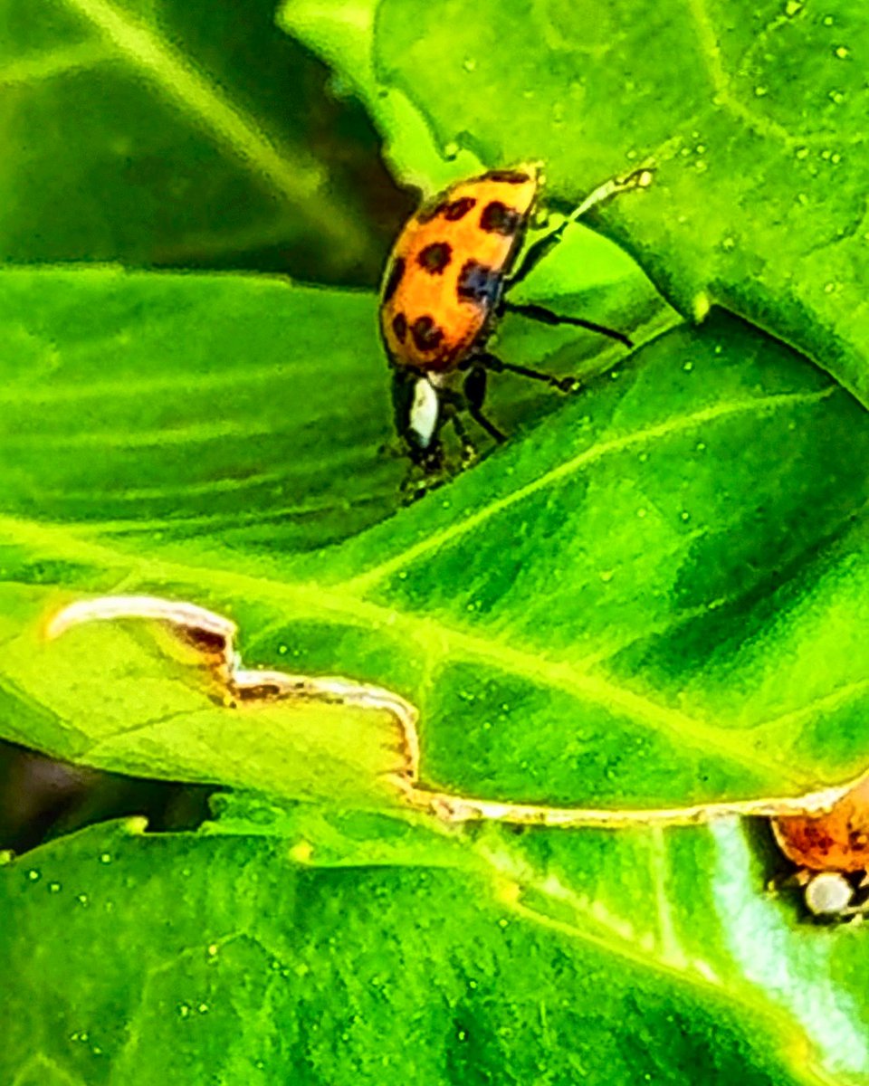 And so they came
And they all played games
Many ladybirds
At the ladybugs’ picnic

#iphonephotography #photography #photoeveryday #photographers #iphonephotography #naturephotography #ladybirds #instagram