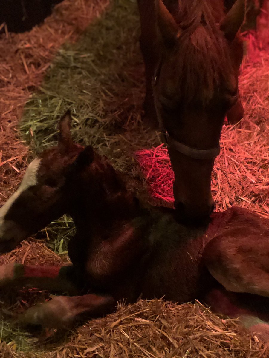 Just like that, the end of the ‘24’ foaling season for charlock stud…. with the cutest polo pony baby ever just born! Young owners here to watch her have her baby, will also be riding him in the future named him ‘flash coconut turner’ ….what a team ❤️🥹👏🫶