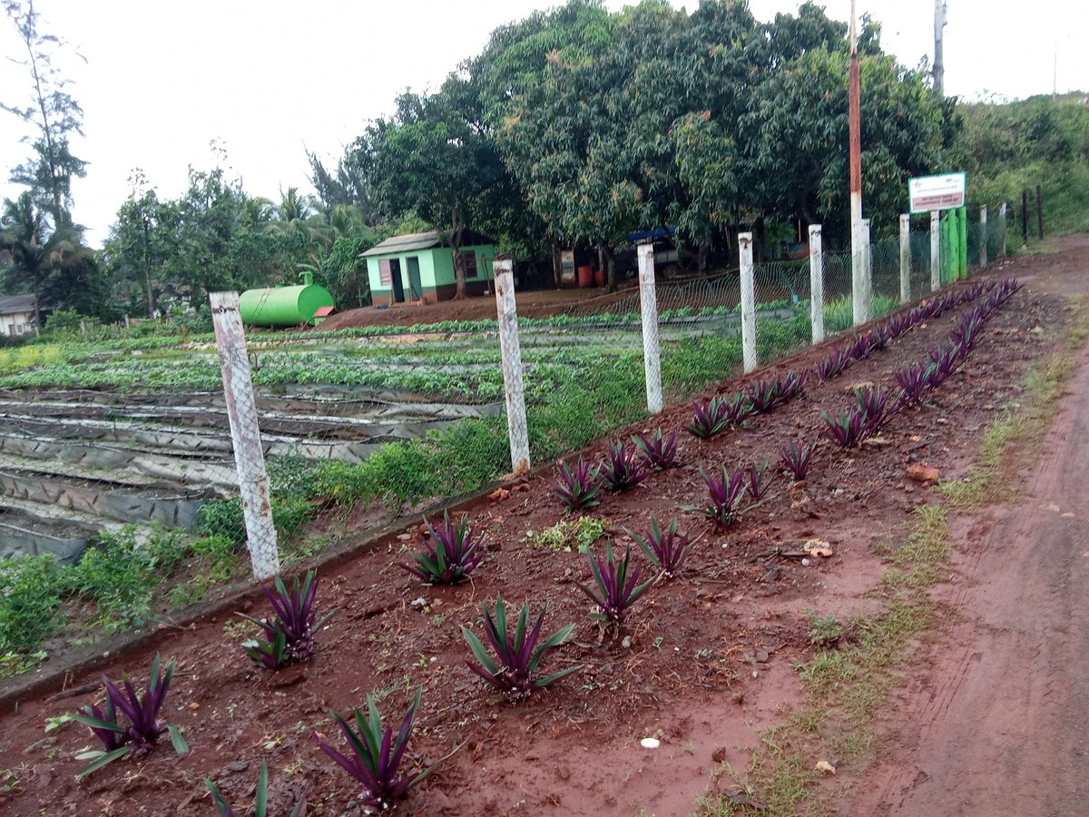 Se continúa trabajando en #Moa en función de ampliar la producción de alimentos en la Granja Urbana, dónde los Organopónicos crecen en cantidad y cálida de sus plantaciones respaldando así la  #Ley148  Ley de #SoberaniaAlimentaria y esto es posible con #GenteQueSuma