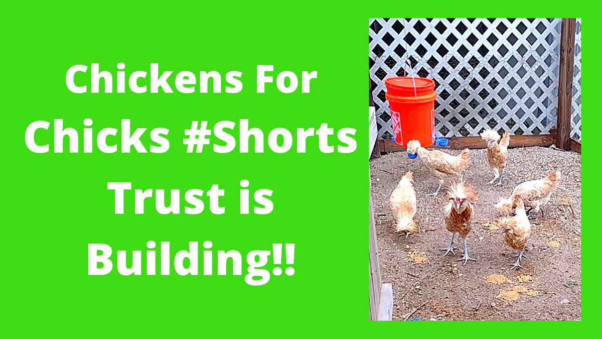 Buff Laced Polish Chickens Starting to Trust Me #shorts
i.mtr.cool/vyibknucxi
#bufflacedpolish #shorts #chickens #ChickensForChicks #ChickendaleAR #Chickendale #CFC