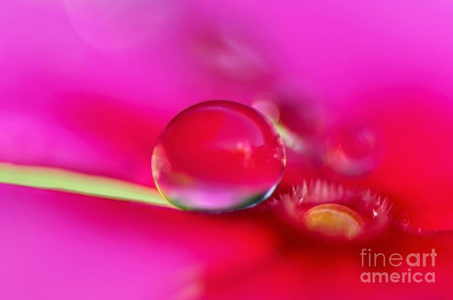 Just #Resting On A #Pansy #Droplet  Print by Kaye Menner #Photography #prints #lovely #products at:

bit.ly/4dpEP4y
#Art #BuyIntoArt #AYearForArt #Artist #FineArtAmerica