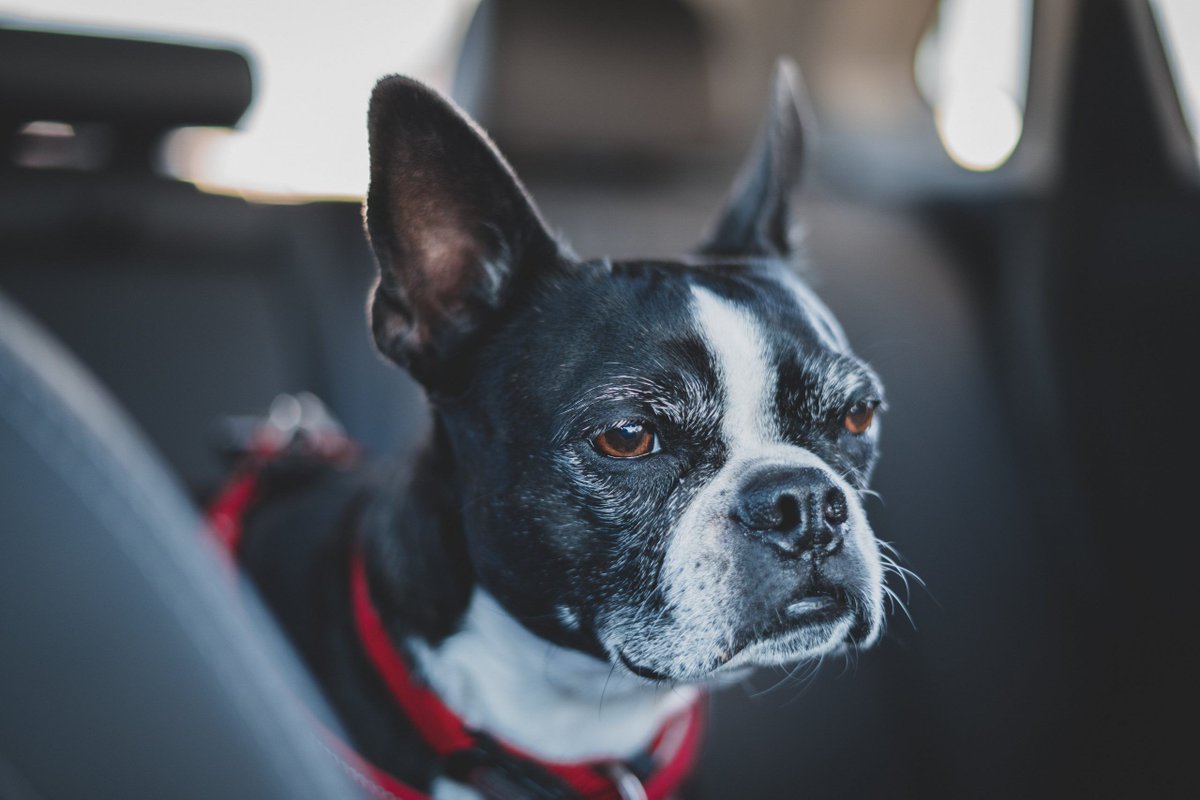 Are Boston Terriers The Worst Dog? – Food for Thought

Boston Terriers, often referred to as the “American Gentleman” due to their tuxedo-like markings, are a breed cherished for their friendly disposition and charming personalities. These compact, well-mannered dogs are known