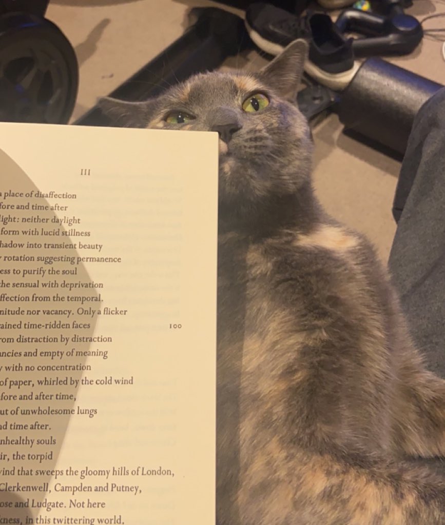 Her favorite poem, Four Quartets #TSEliot #CatsOfTwitter #tortie