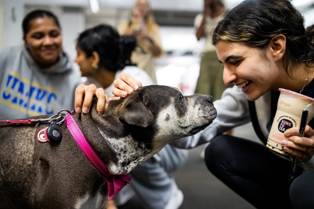 The cutest event for Stress Less Fest is always Pause for Paws. Students on both our Volker campus and Health Sciences campus took a break from studying for finals to spend time with therapy dogs.