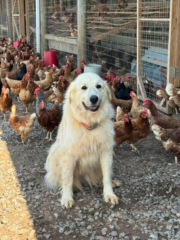Meet Annie, the Great Pyrenese, @LickSkilletFarm who guards the chickens & loves her job❤❤❤