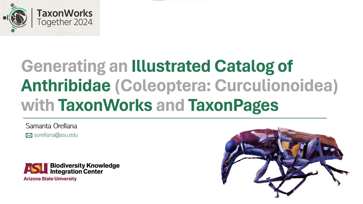Hi #EntoTwitter, it's been a while 😄. I'm back with more gorgeous #Anthribidae🥰. Don't miss #TaxonWorksTogether 2024 from May 7-9, where I'll be presenting about a new resource generated with @TaxonWorks and #TaxonPages. Registration is open! ➡️together.taxonworks.org