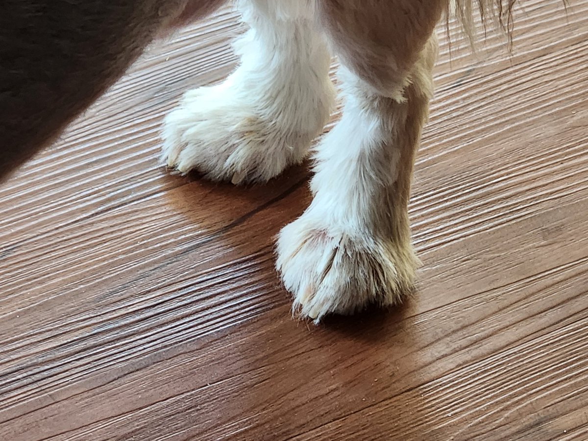 tbh I just wanted yall to see Prince's peets.

How do these mfs create so much noise, in one little dog. I'l never fuckin know