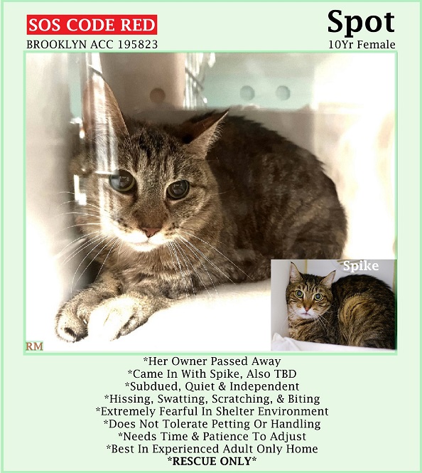 🆘CODE RED🆘3RD CHANCE TBD SAT 5/4/24🆘PLEDGES NEEDED🆘 💘SCARED 10YO #SENIOR GRAY #TABBY KITTY SPOT💘 💔😿HER OWNER PASSED AWAY, BEHAVIOR DETERIORATING 🚨NEEDS #RESCUE OR #FOSTER🚨 ▶195823 facebook.com/photo?fbid=823… 🚨NEW HOPE RESCUE ONLY🚨 🙏🏽#PLEDGE 2 #SAVEALIFE #BROOKLYN #NYCACC