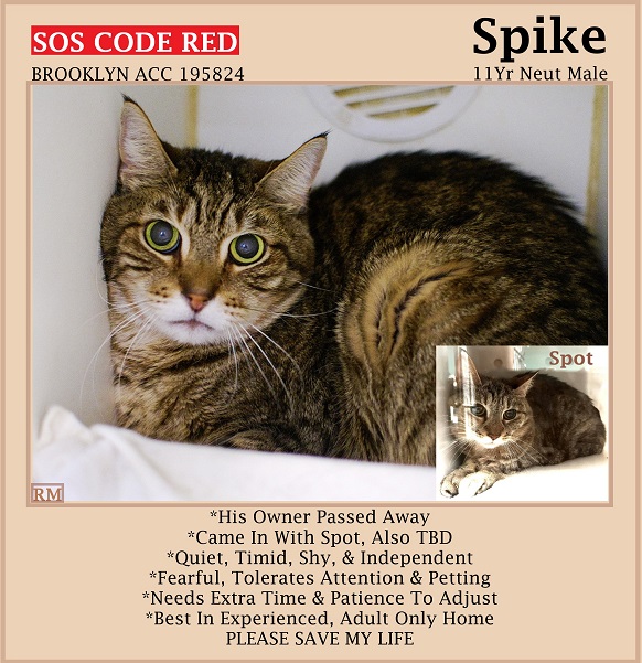 🆘CODE RED🆘3RD CHANCE TBD SAT 5/4/24🆘PLEDGES NEEDED🆘 💓SCARED 11YO #SENIOR BROWN #TABBY KITTY SPIKE💓 💔😿HIS OWNER PASSED AWAY, NOT THRIVING IN SHELTER 🚨NEEDS #ADOPTION #RESCUE #FOSTER ASAP🚨 ▶195824 facebook.com/photo/?fbid=82… 🙏🏽#ADOPT #PLEDGE #AdoptDontShop #BROOKLYN #NYCACC