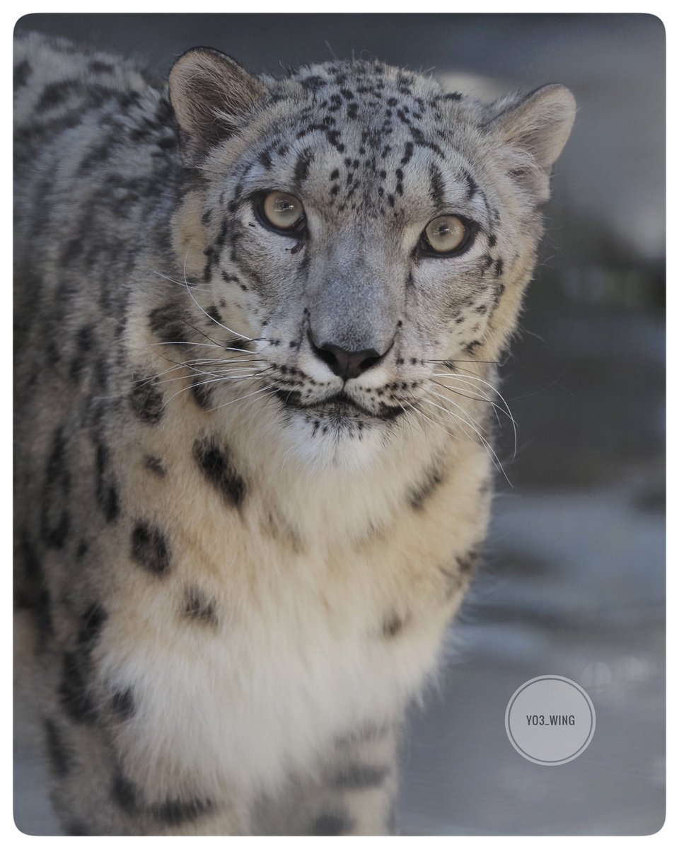 ヒカリちゃんでおはようございます🐾　
Have a nice day✨　

#大森山動物園 
#ユキヒョウ 
#snowleopard