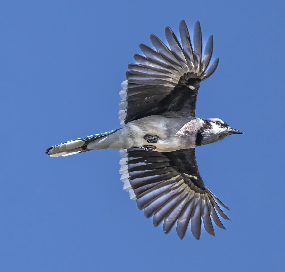 Blue jay soaring through a bright blue sky 🐦💙

#birdwatching #birds #nature #photographer