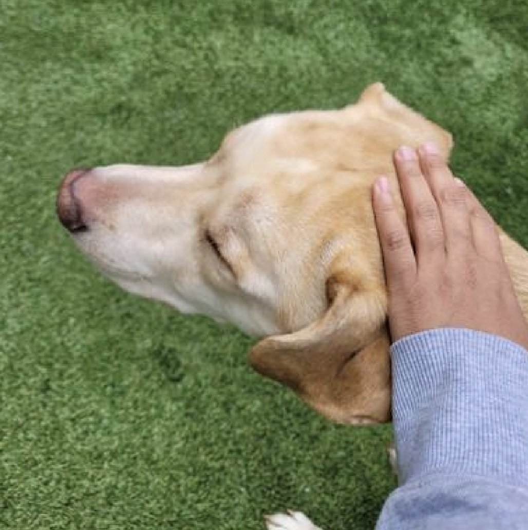 #DogOfTheDay #AdoptMe #TeamAnimal #DogsRLove

Healthy and good for your soul...meet 🥑AVOCADO! This 🇺🇸all-american lab-mix(?) is waiting to meet you and head home to his new beginning✨He came in stray and has been in shelter several weeks, he loves pets and snuggles and is a…