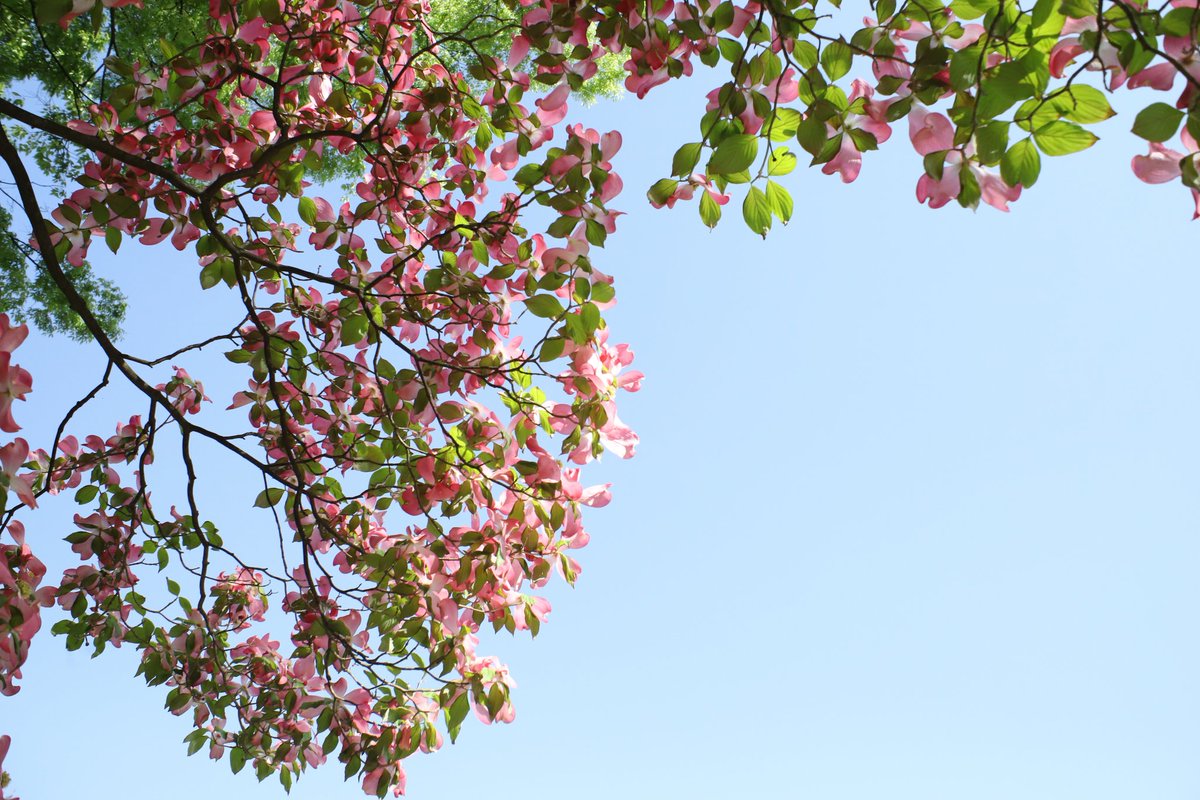 おはようございます😊
5月3日金曜日です！憲法記念日ですね😉👍✨
本日の山形市は晴れ🌞です。最高気温25℃夏日です🥵
珍しく昨日と今日休みなので新潟県の手前まで行ってきます🚗³₃
 #Canonphotographer 
 #イマソラ山形