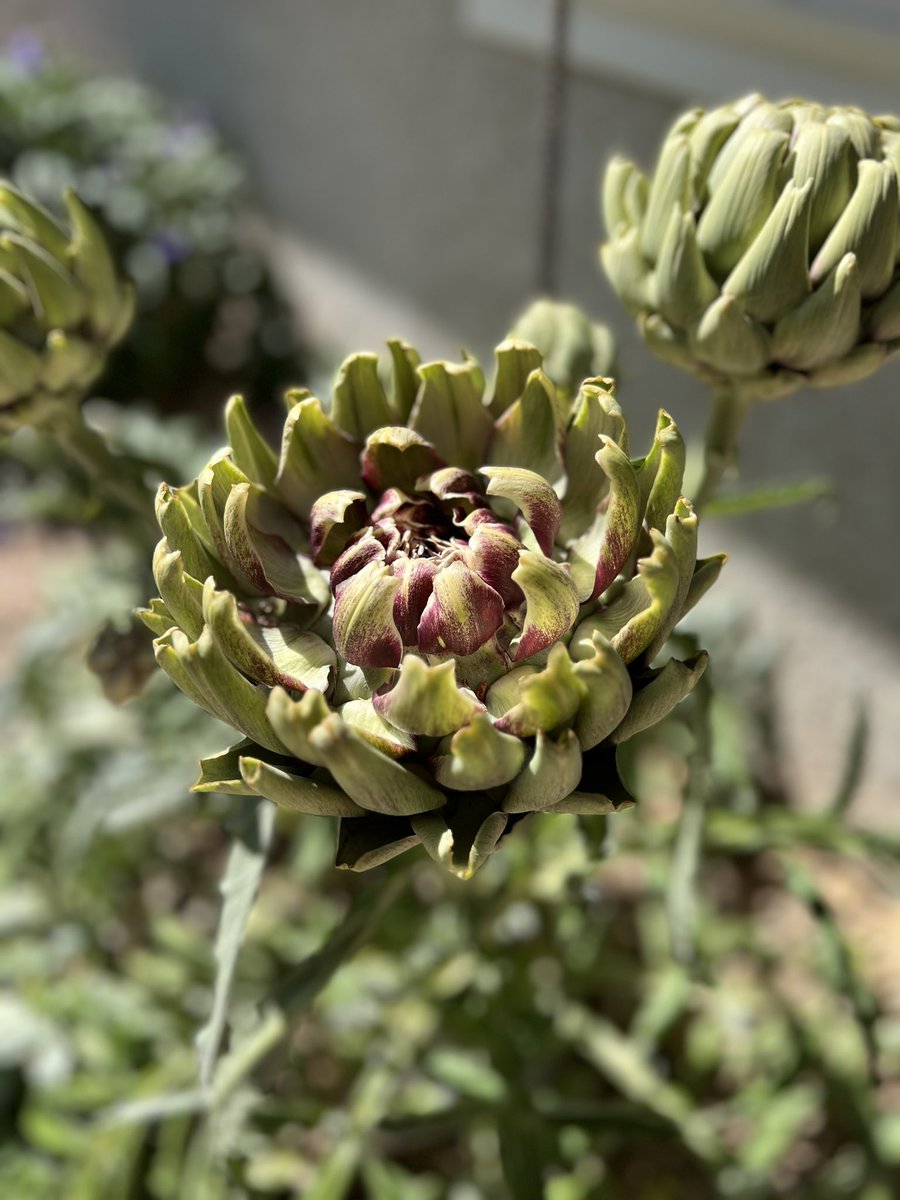 Have you ever seen an artichoke bloom?