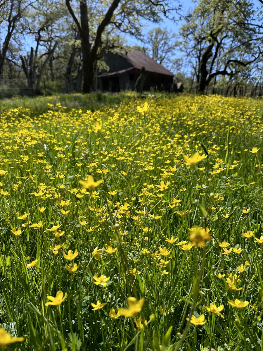 Results of long-term large-scale restoration of the Cowichan Garry Oak Preserve are starting to bloom - literally @NCC_CNC @IntUGrativeBiol