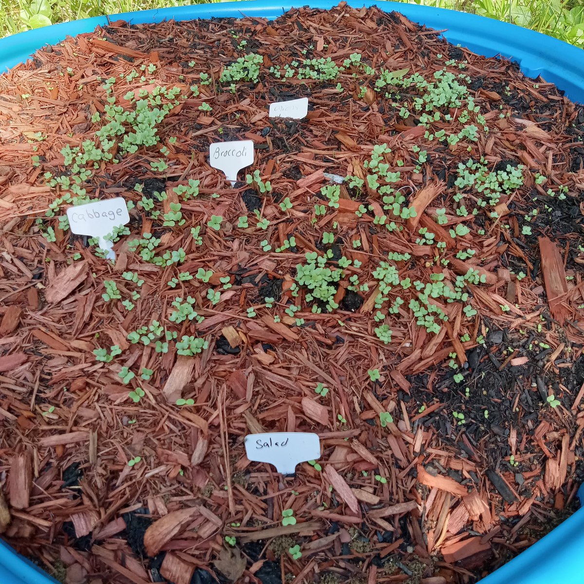 The pool veggies are doing good.