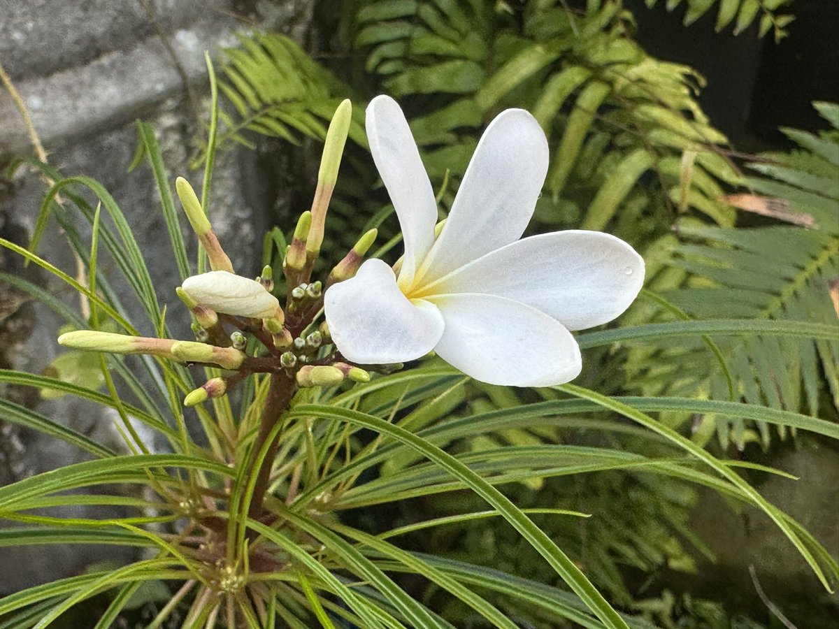 開花
Plumeria filifolia