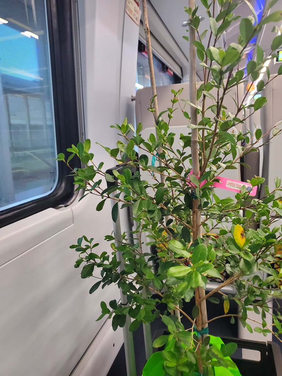 My #friends are the best. I got one  #SimpsonStopper tree to plant in my yard.  And, it got safely packaged and driven to the train station by another friend. #gifts #actsoflove #actsofservice #itsthelittlethings #trees #treemom #plantmom #grateful #happy #obsessed