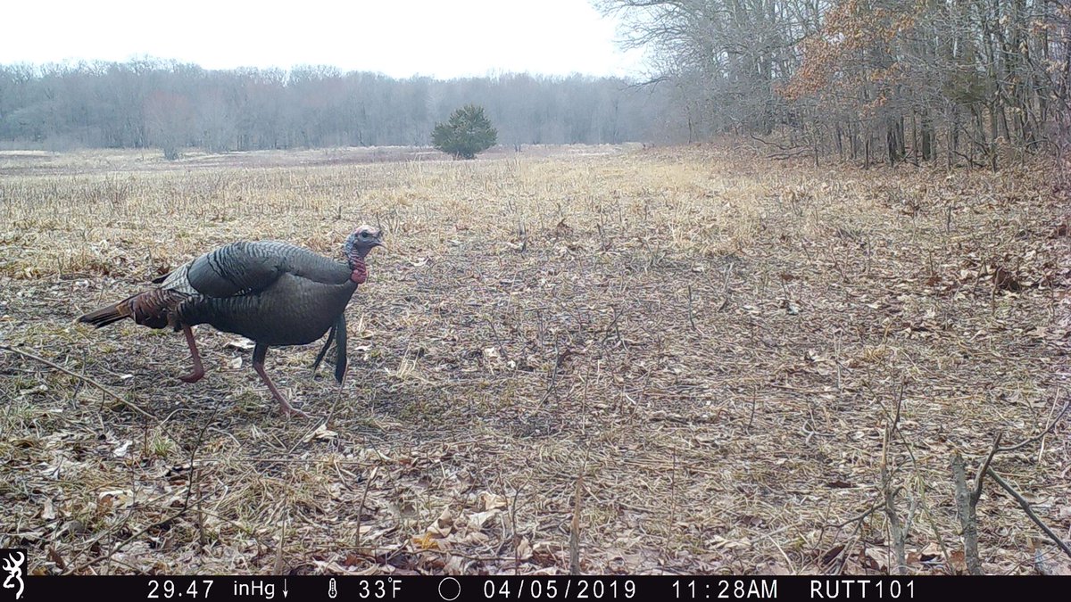 A double-bearded tom! Have you ever gotten trail camera pictures of a tom with multiple beards? Image: Don and Dan Pickell #ThrowbackThursday #BrowningCameras #youvegottoseethis #Browning #BuckMarksAndBeards #doublebeardedtom #nwtf #turkeys #turkeyhunting #trailcameras