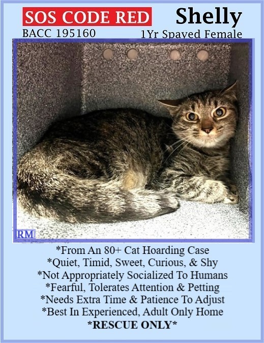 🆘CODE RED🆘5TH CHANCE TBD SAT 5/4/24🆘PLEDGES NEEDED🆘 💗STRESSED 1YO BROWN #TABBY KITTY SHELLY💗 😿💔RETURNED FROM FOSTER 4 BITING, TBD BC SHE'S SCARED 🚨NEEDS #RESCUE #FOSTER🚨 ▶195160 facebook.com/photo/?fbid=81… 🚨NEW HOPE RESCUE ONLY🚨 🙏🏽#PLEDGE 2 #SAVEALIFE #BROOKLYN #NYCACC