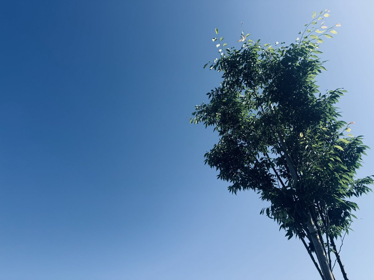 おはよ☀️

インバウンズの〜
喧騒を少しずらし

最高の初夏だな