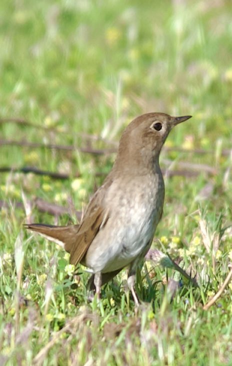 Thrush nightingale - Luscinia luscinia - Benekli bülbül

#birdphotography #BirdsSeenIn2024 #birdwatching #BirdsOfX #BirdDay #naturelovers #NaturePhotography #wildlifephotography #GardenersWorld #nikonphotography #Sigmaライバー #nikonZ6ii #hangitür