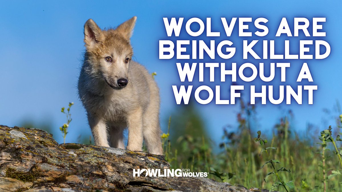 Even with federal protections, wolves in MN are allowed to be killed by USDA if responsible for livestock depredation. Although we do not support the killing of wolves as a means of 'management,' the argument that a ban on wolf hunting stops the killing of wolves is simply false.