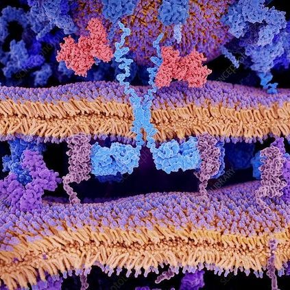 I think the organism and techniques you choose as a biotechnologist say a lot about your personality.

Sofia who loves in-vitro plants is not the same as Sofia who loves cell therapies. I feel my personality changing as my biotech interests do... weirdly fascinating.