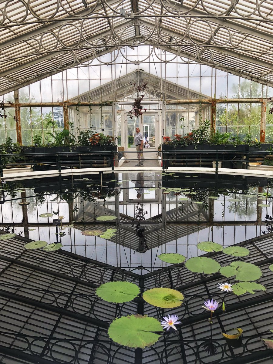 It was great to visit The Waterlily House at Kew Gardens again. Open 10.00 - 17.00. It’s hard to believe that these tiny Amazon leaves will eventually grow up to 3 metres wide! @kewgardens #kewgardens #waterlilyhouse @Visit_Richmond1 #Richmond #waterlily #shotoniphone