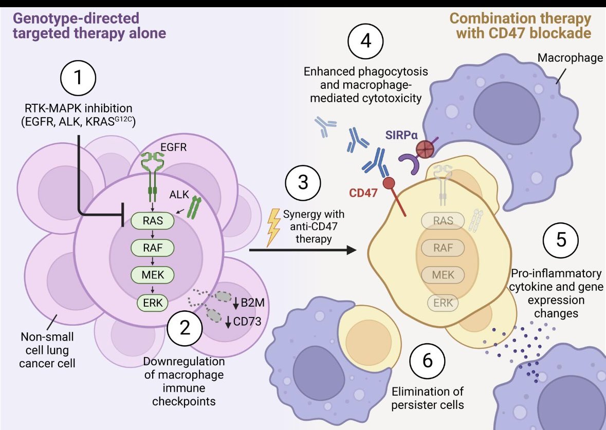 Researchers developed a screening platform to identify drugs that render lung cancer cells more vulnerable to macrophage attack & found that therapeutic synergy exists between genotype-directed therapies and anti-CD47 antibodies. jci.org/articles/view/…