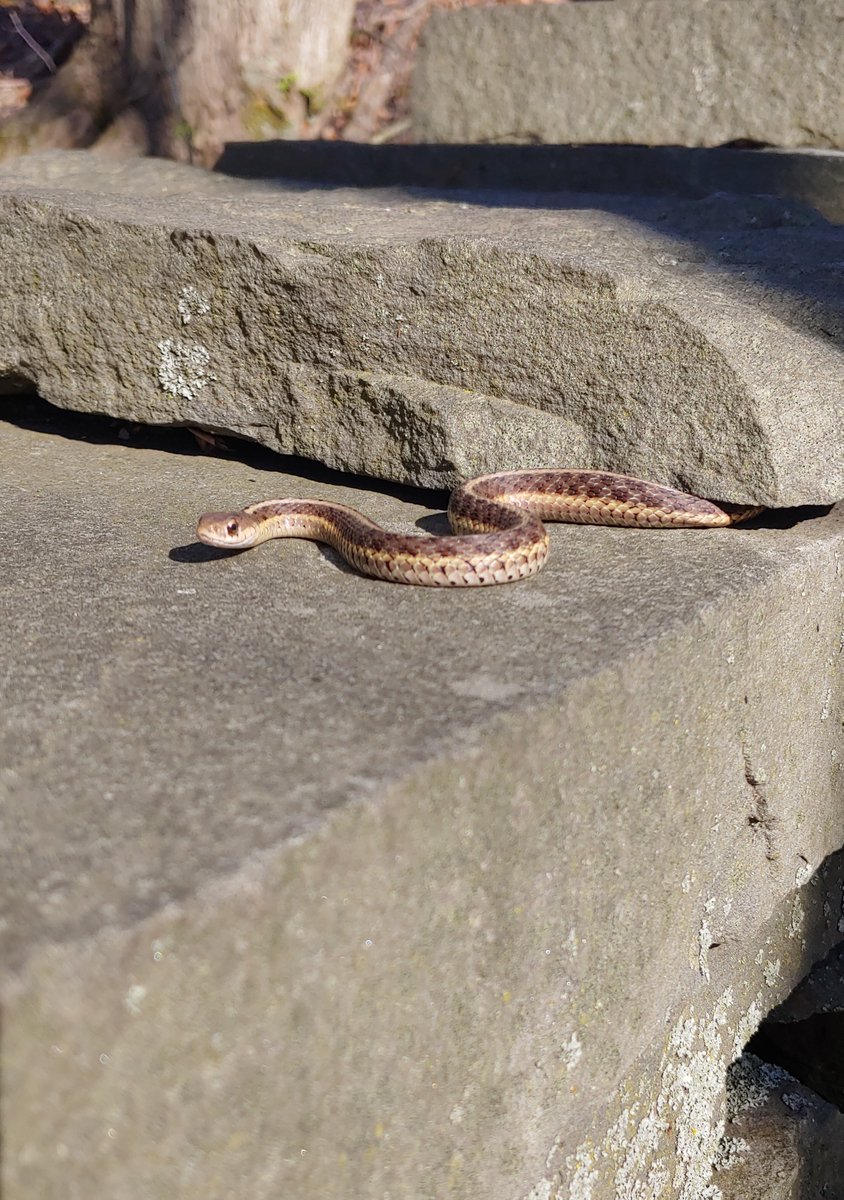 #RecreateResponsibly
Spring is here, 
Rocks are warming,
Snakes are waking,
Not alarming!

Look, be aware, go around. Don't bother them, they won't bother you.  Simple! MORE: facebook.com/saratoganhp

(Image: Saratoga NHP)