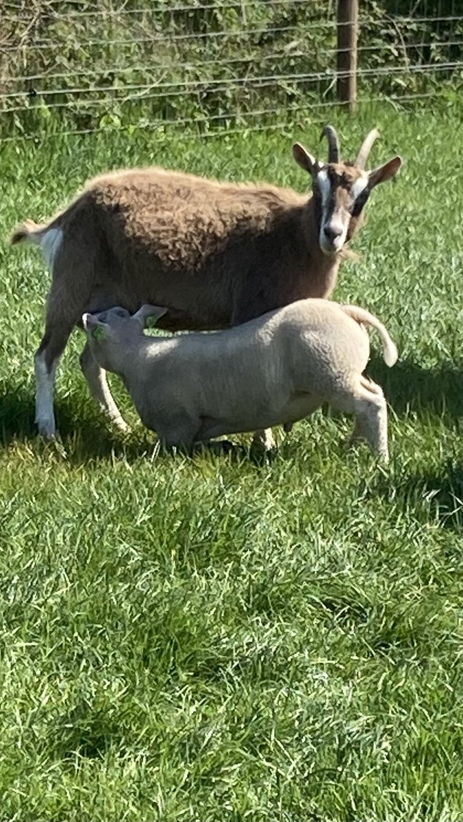 Een wees lammetje is geadopteerd door mamma geit. Ook op Texel. Dieren doen daar niet moeilijk over.