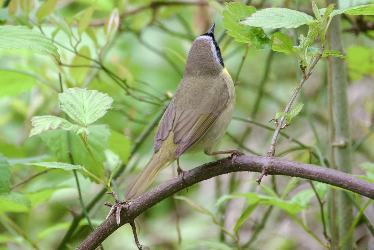 I guess he heard me refer to him as Common. 🤷🏻‍♂️ At The Loch in Central Park today. #birding #birdwatching #BirdTwitter #birdcpp #springmigration