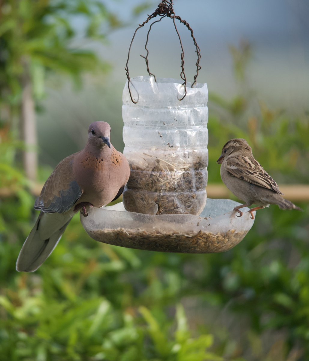 Laughing dove & House sparrow 

#birdphotography #birdwatching #BirdsSeenIn2024 #Birding #nature撮影会 #naturelovers #GardeningX #Gardeners #NaturePhotography #naturetherapy #Sigmaライバー #wildlifephotography #nikonphotography #nikonz6ii #hangitür