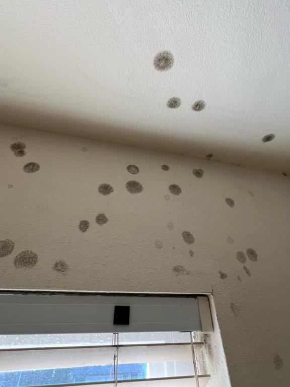 Always remember #COIT is here to solve your mold problems. We're only one call away 24/7. 
#mold #moldremediation #waterdamage #residential #commercial