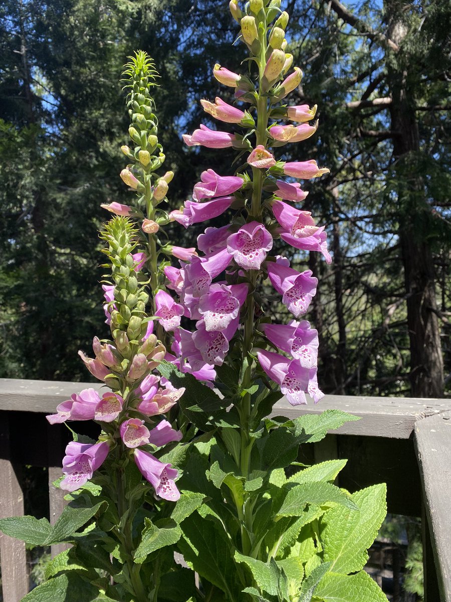 More pollinators have come to the garden. 

My new fav is my big ol Foxglove, she’s pretty and above all else helps with the bad insect problem I was having ( flies 🤨)

Very hopeful to see the bees and hummingbirds enjoy this one soon