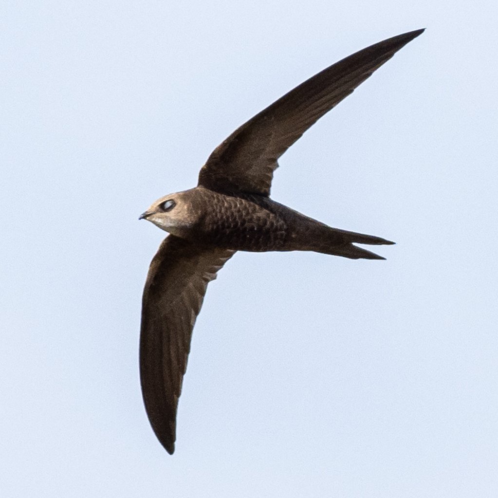 This Pallid Swift looks like it is catching a bit of shut-eye in mid-flight! Embalse de Alange, Extremadura, Spain @extremadura_tur @birdextremadura @OlympusUK @LeicaBirding @TravWriters