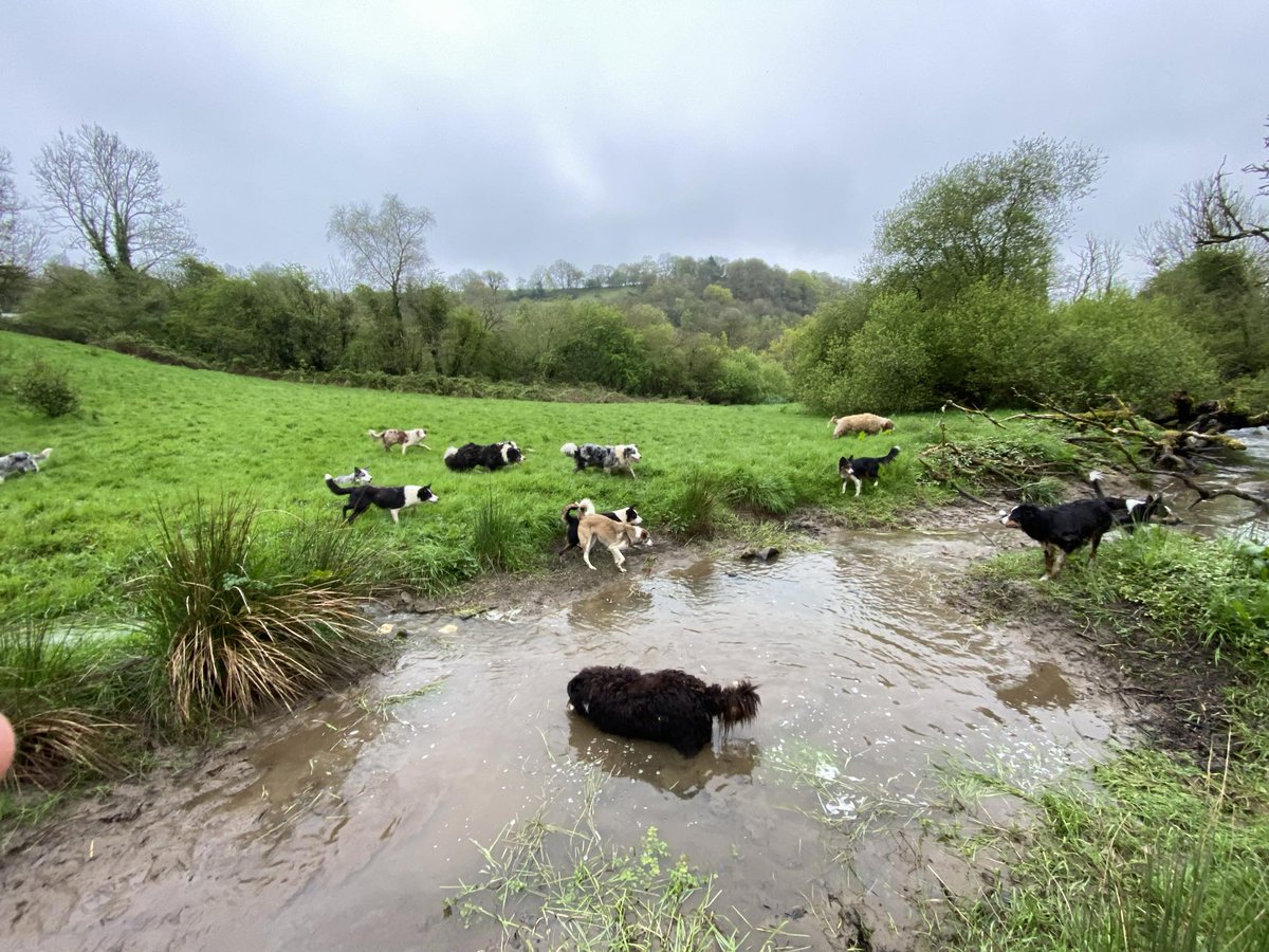 Today some of dogs had fun down by the river 💙🌞💦