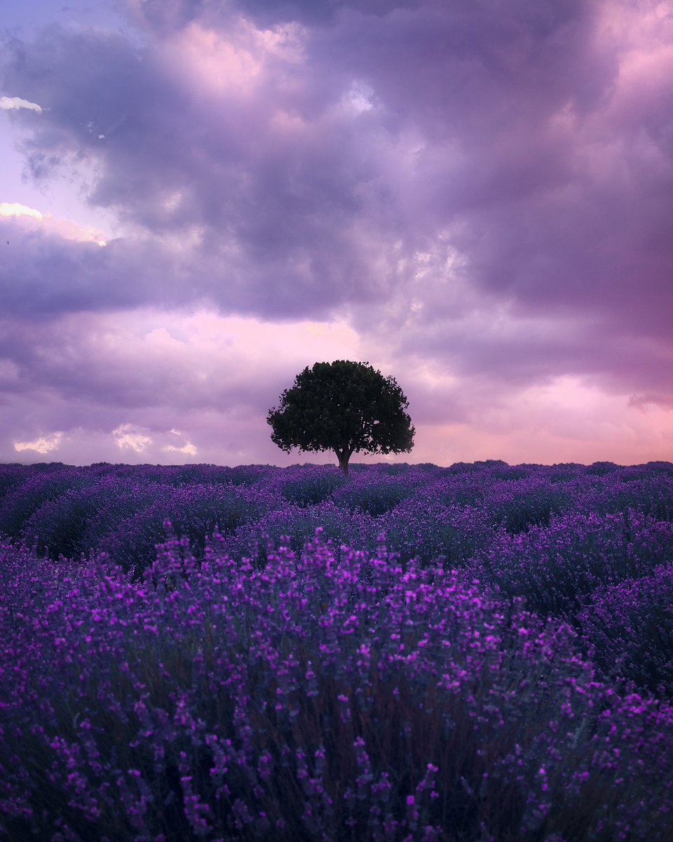 Lavender fields.
#مسالخير