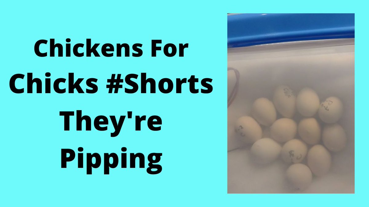 First Time Incubating Chicken Eggs They're Pipping #Shorts
i.mtr.cool/swknfvpben
#chickshatching #chicksincubating #babychickshatching #ChickensForChicks #ChickendaleAR #Chickendale #CFC