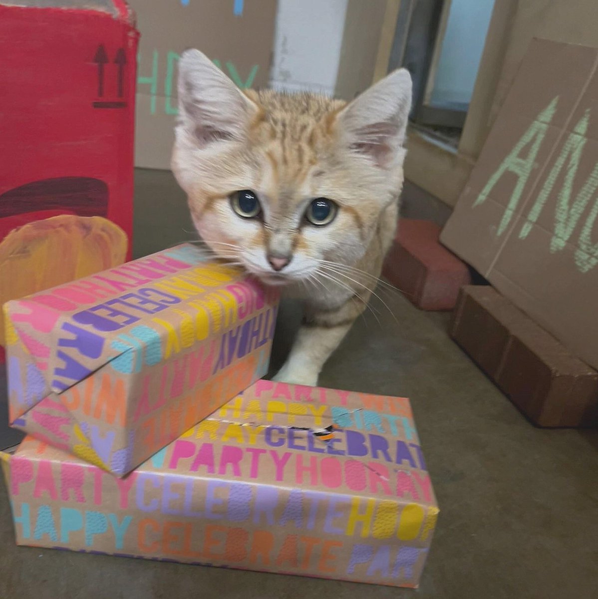 Anubis recently was named the winner of the #SandCatSSP March Madness competition, and now we have another reason to celebrate – it’s his birthday! What’s better than a box for a cat turning 10? A car-shaped box with a license plate that reads, “PRFT10,” of course! 📸 Jillian