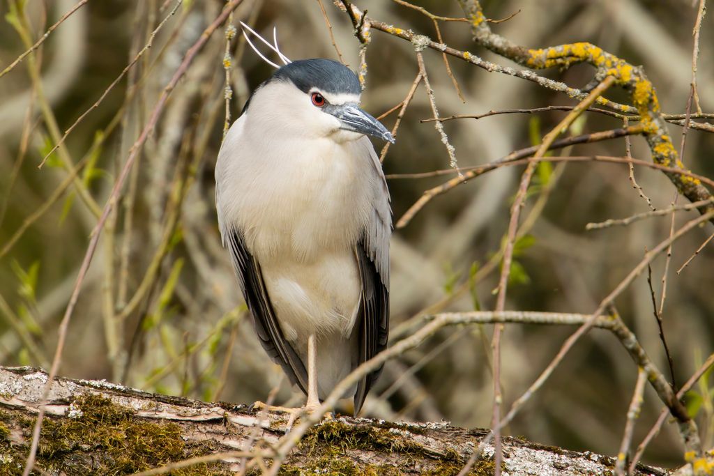 Our young blogger, Oscar, spotted something a bit unusual on a bird watching trip to Cley... A black-crowned night heron 👑🌙 Read more 👇 norfolkwt.uk/night-heron
