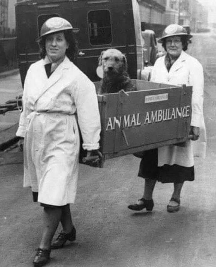 A rescue “Animal Ambulance” from the 1940s.