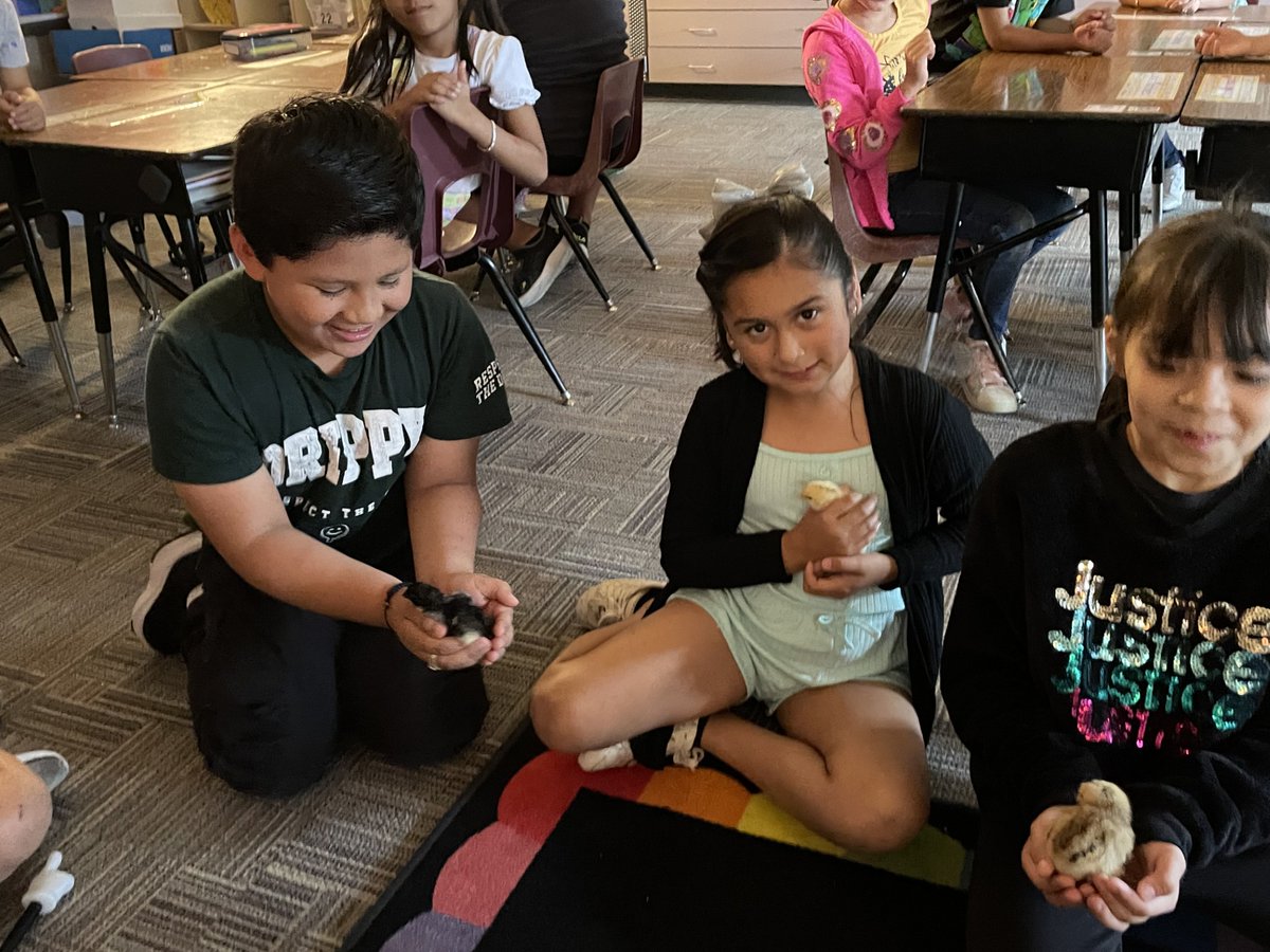 Nimitz 1st grade classes hatched chicks today! Students are egg-cited about their little fluffy friends! #KISDinspires