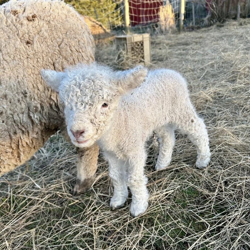 Meet Lucy- a week-old babydoll lamb who lives in Dunvegan, Cape Breton. Isabel Eisenhauer tells me that Lucy has put in a request for warmer temperatures. #springlambs #spring #CapeBreton #FarmLife