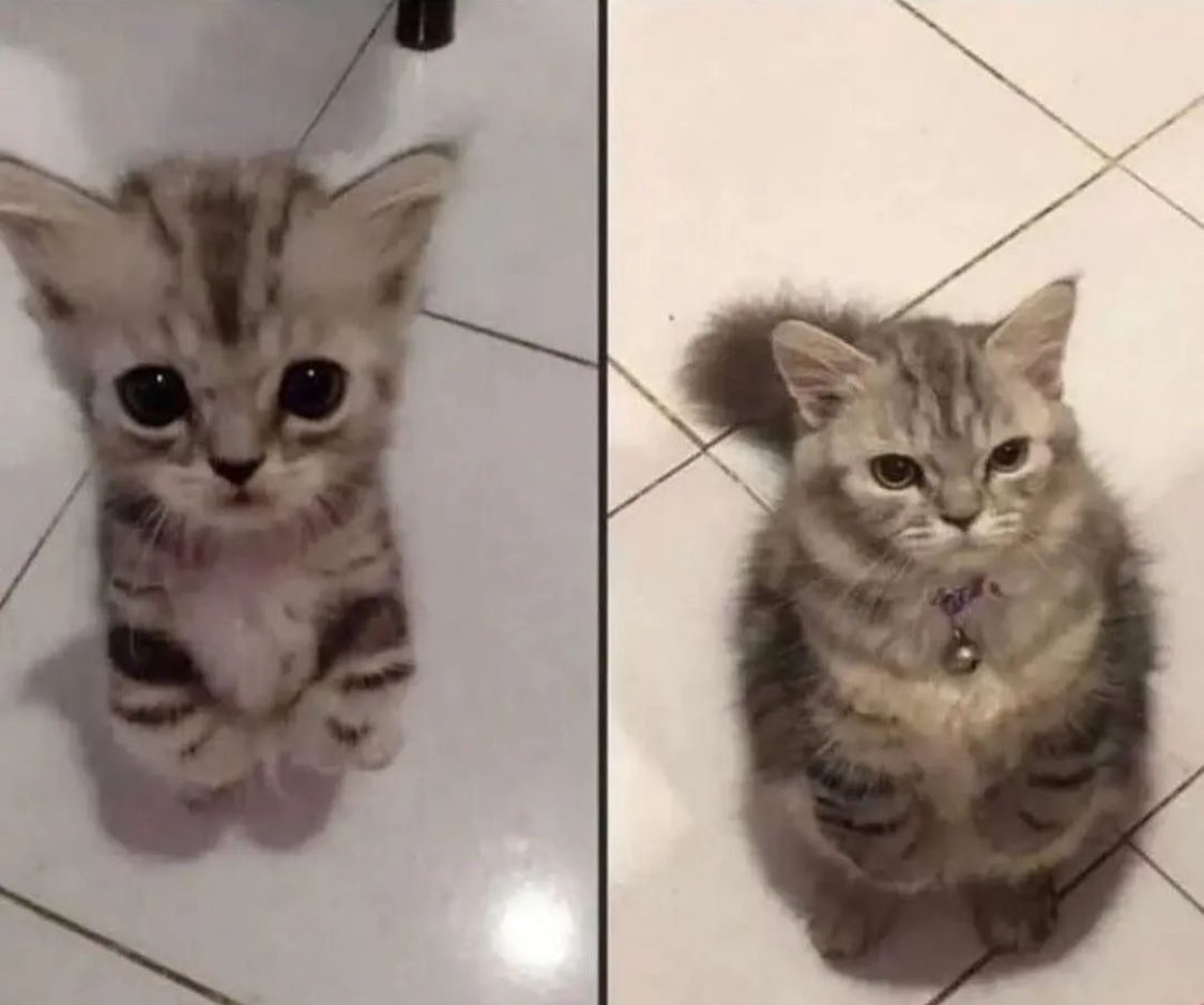 Punch Cat tweet media