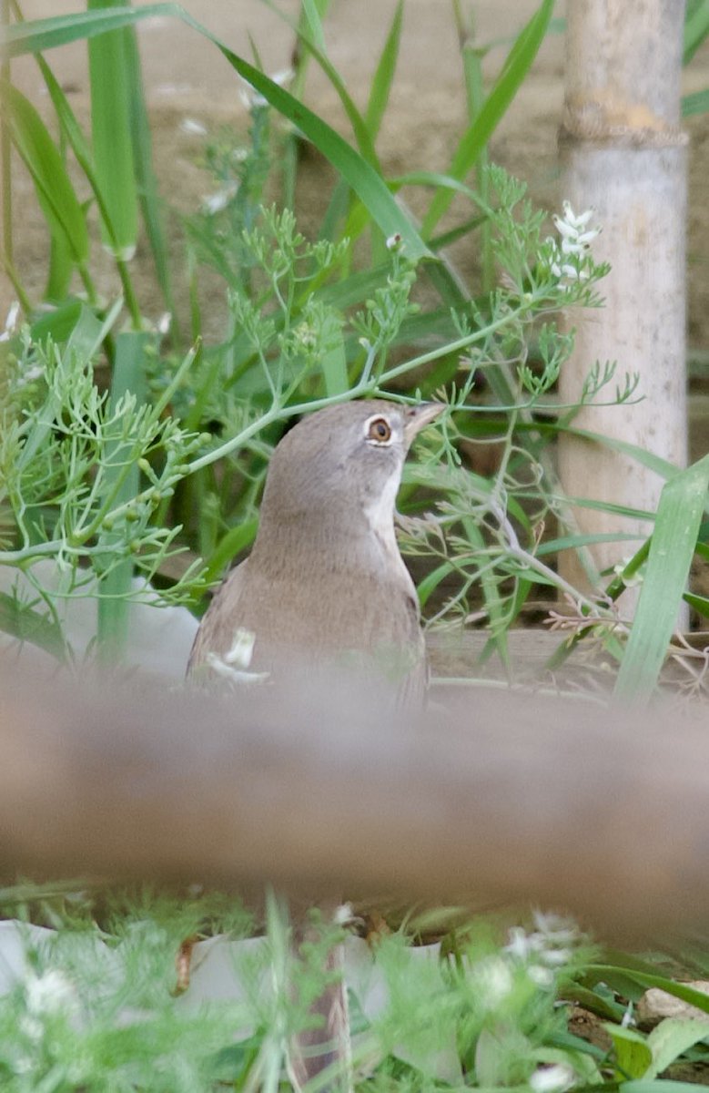 Common whitethroat - Curruca communis - Akgerdanlı ötleğen

#BirdsSeenIn2024 
#birdwatching #birdphotography #BirdsOfX #naturelovers #GardenersWorld
#NaturePhotography #NatureBeautiful #flowerphotography #wildlifephotography #nikonphotography #hangitür